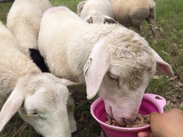 A guest hand-feeding one of the Bryn Glas sheep from a small bowl